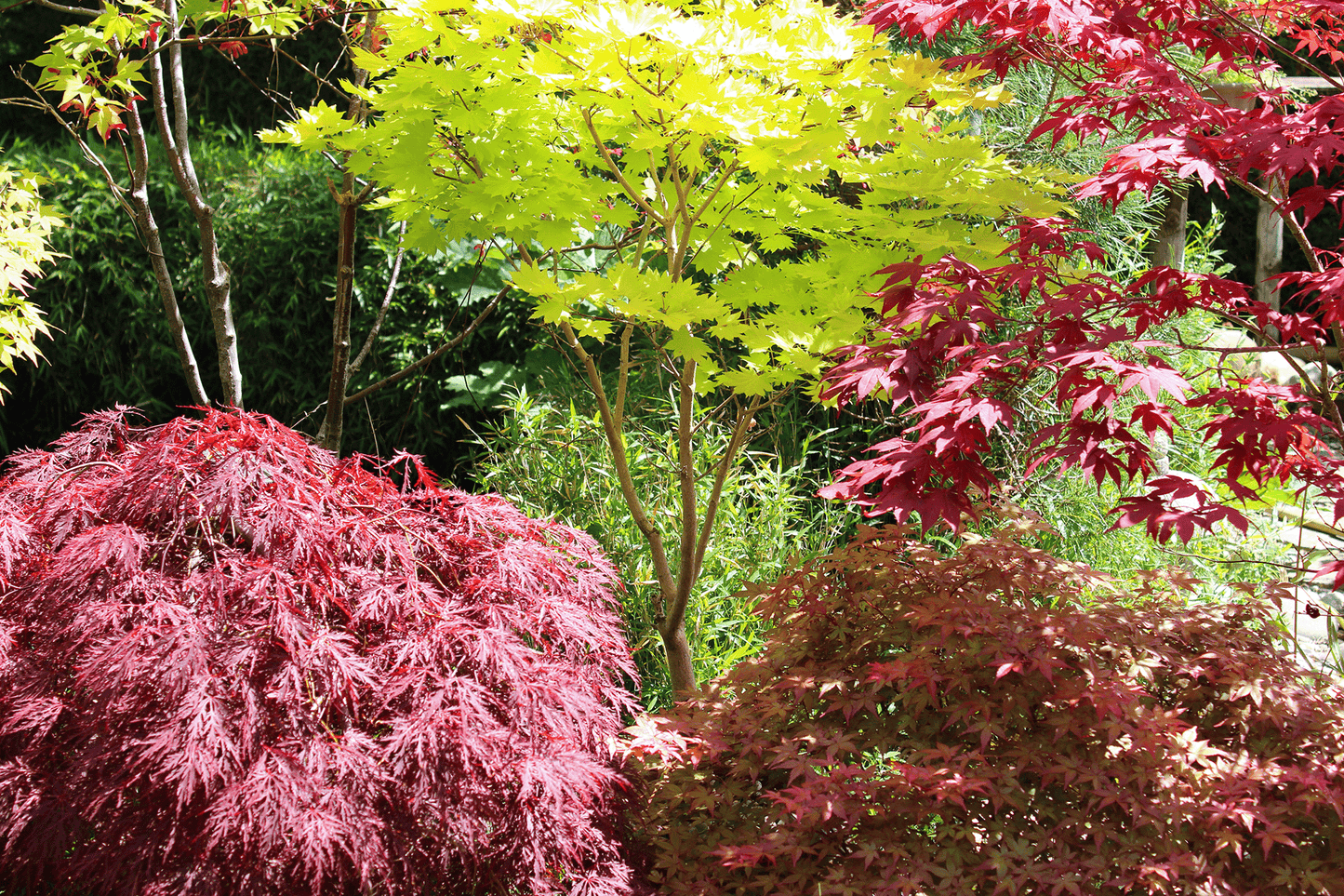 a group of trees that are next to each other