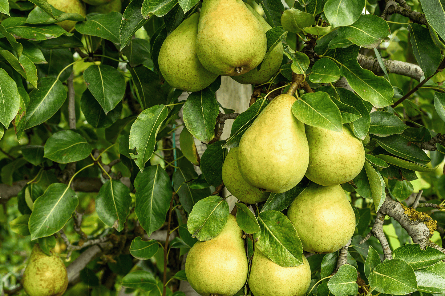 Pear - Beurre Bosc