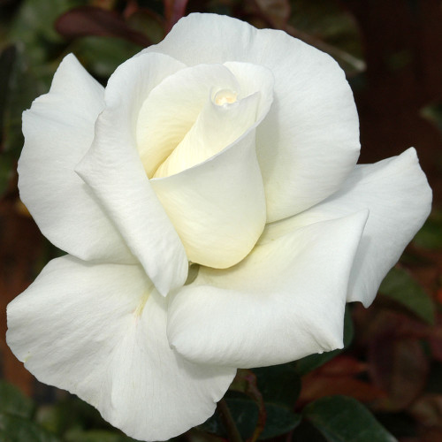 Honour Rose