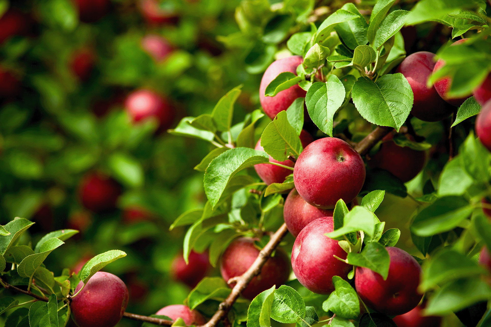 a tree filled with lots of red apples
