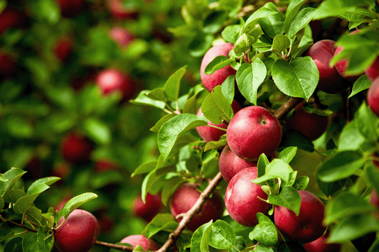 a tree filled with lots of red apples