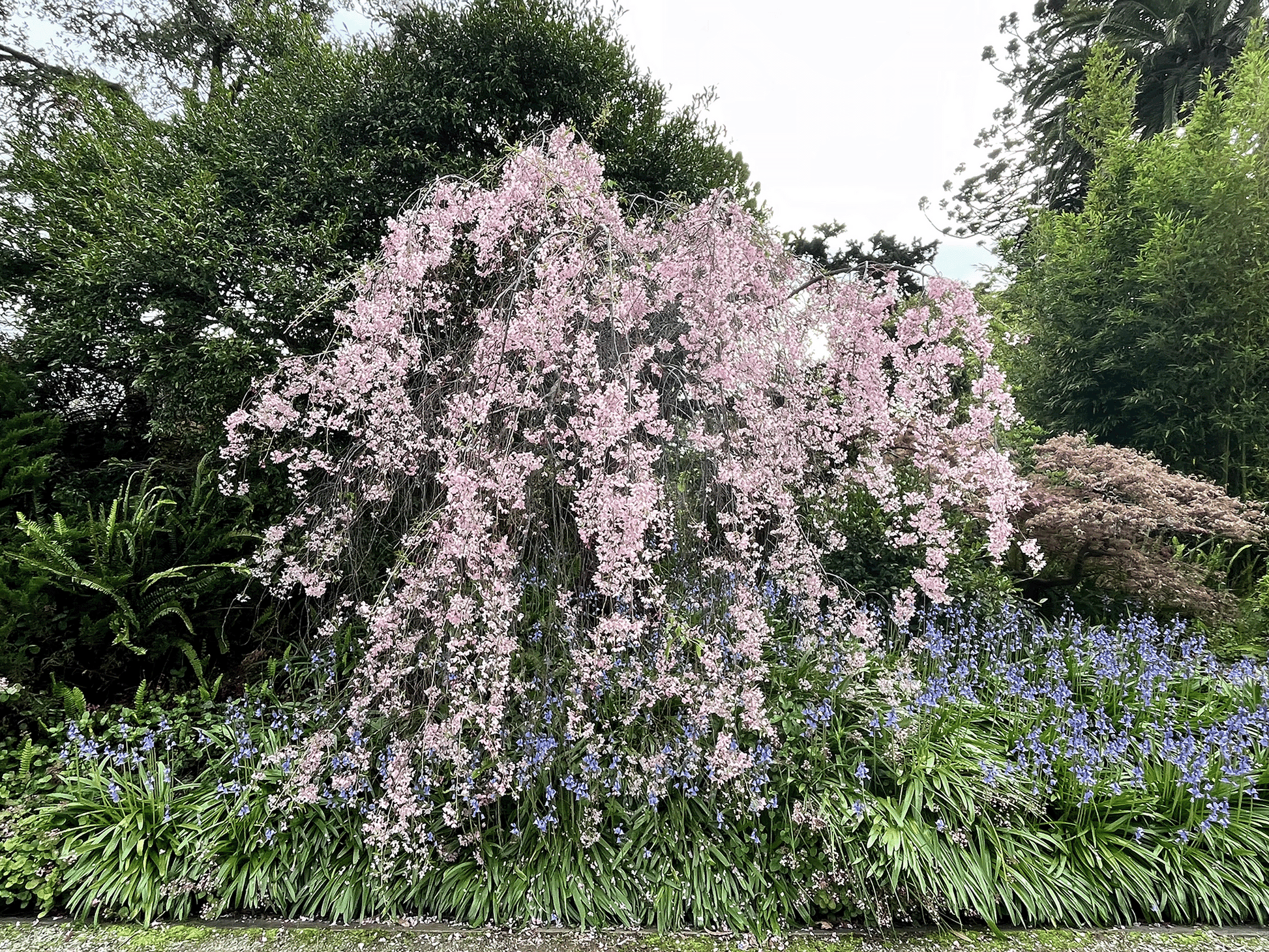 a tree with purple flowers in a garden