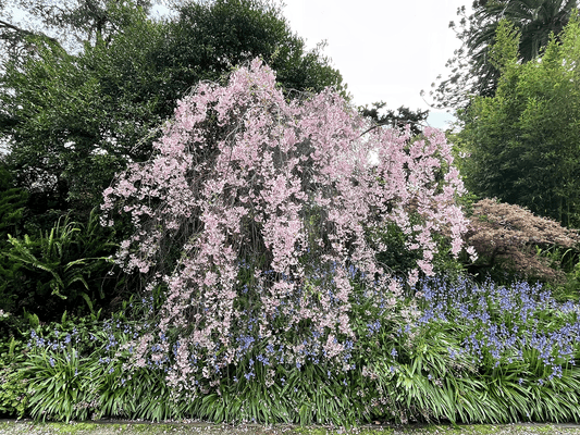 a tree with purple flowers in a garden