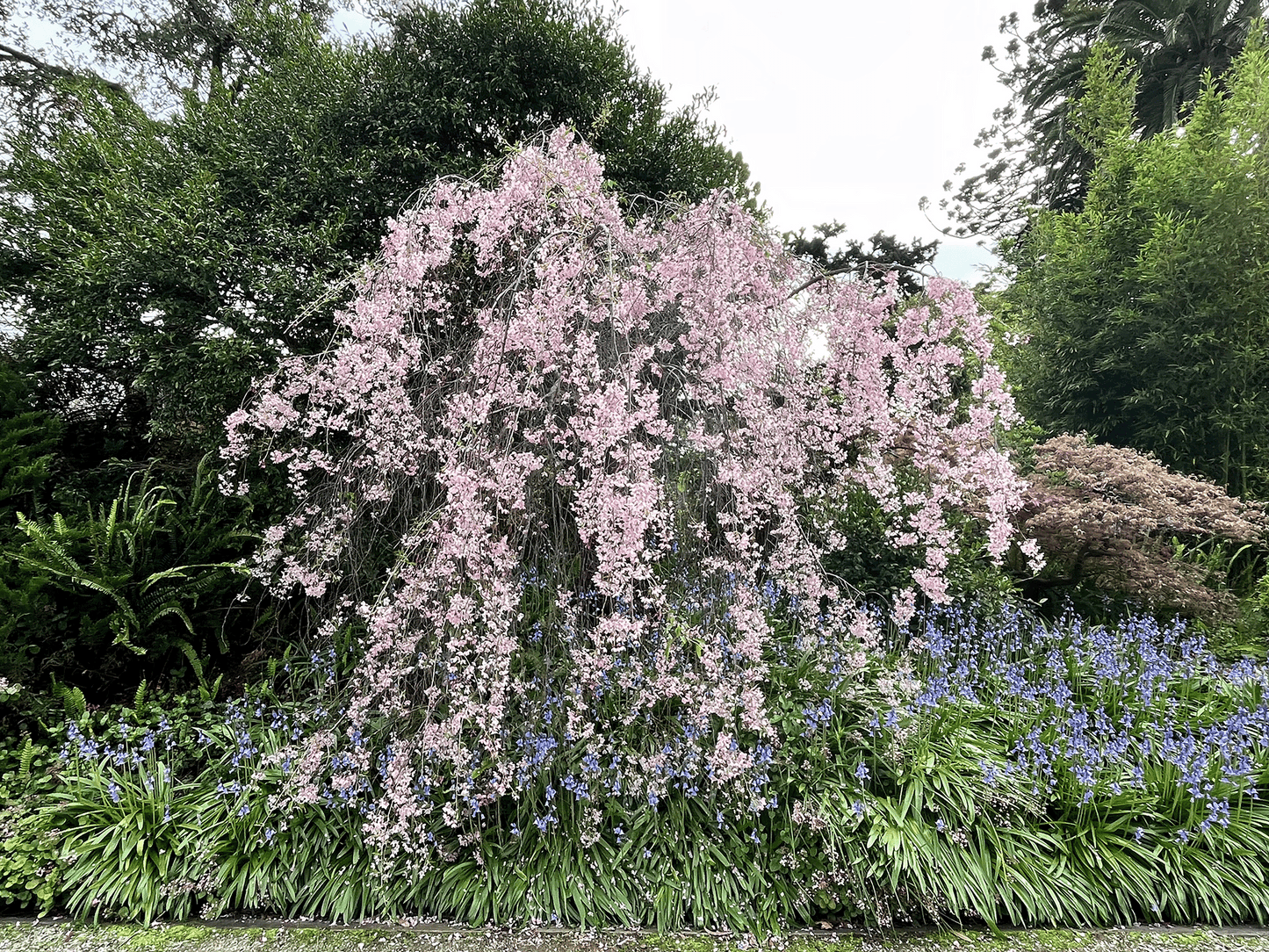 a tree with purple flowers in a garden