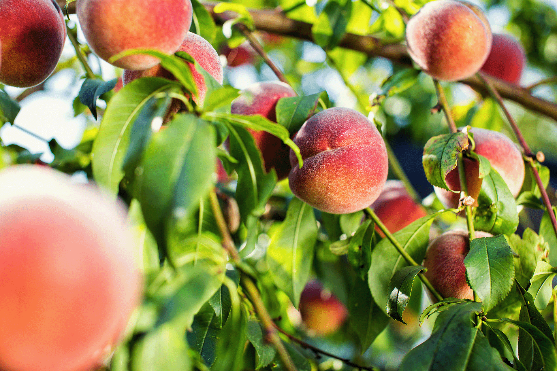 a tree filled with lots of ripe peaches
