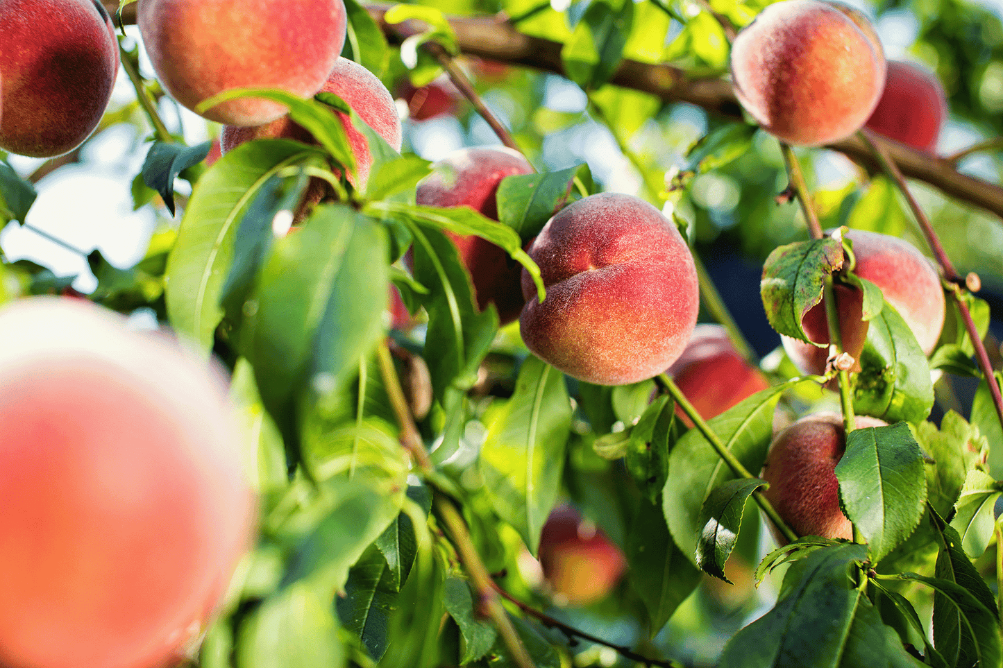 a tree filled with lots of ripe peaches