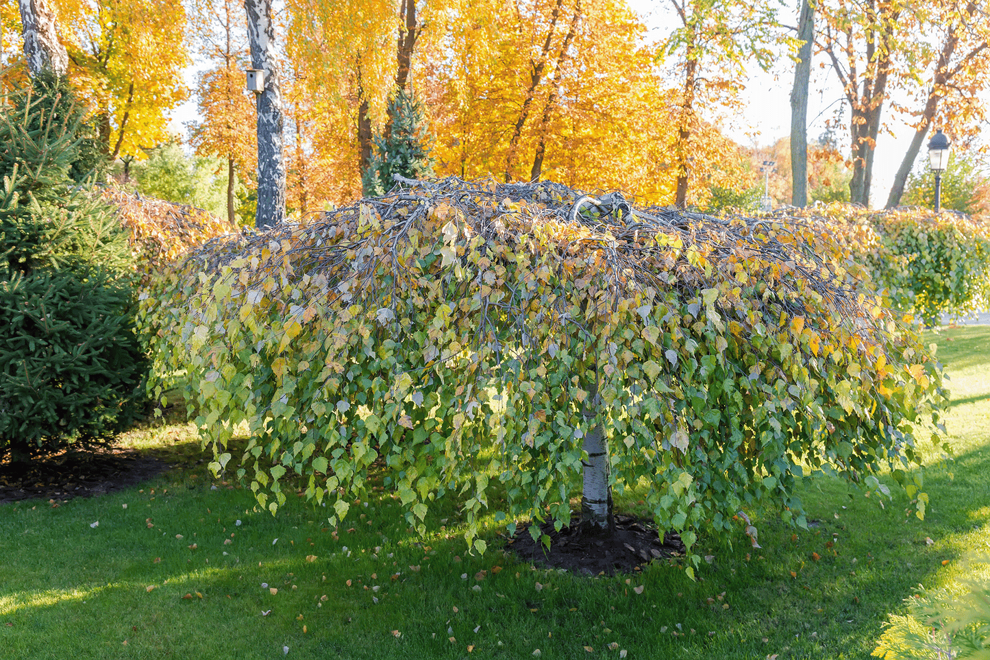 a tree covered in lots of leaves in a park