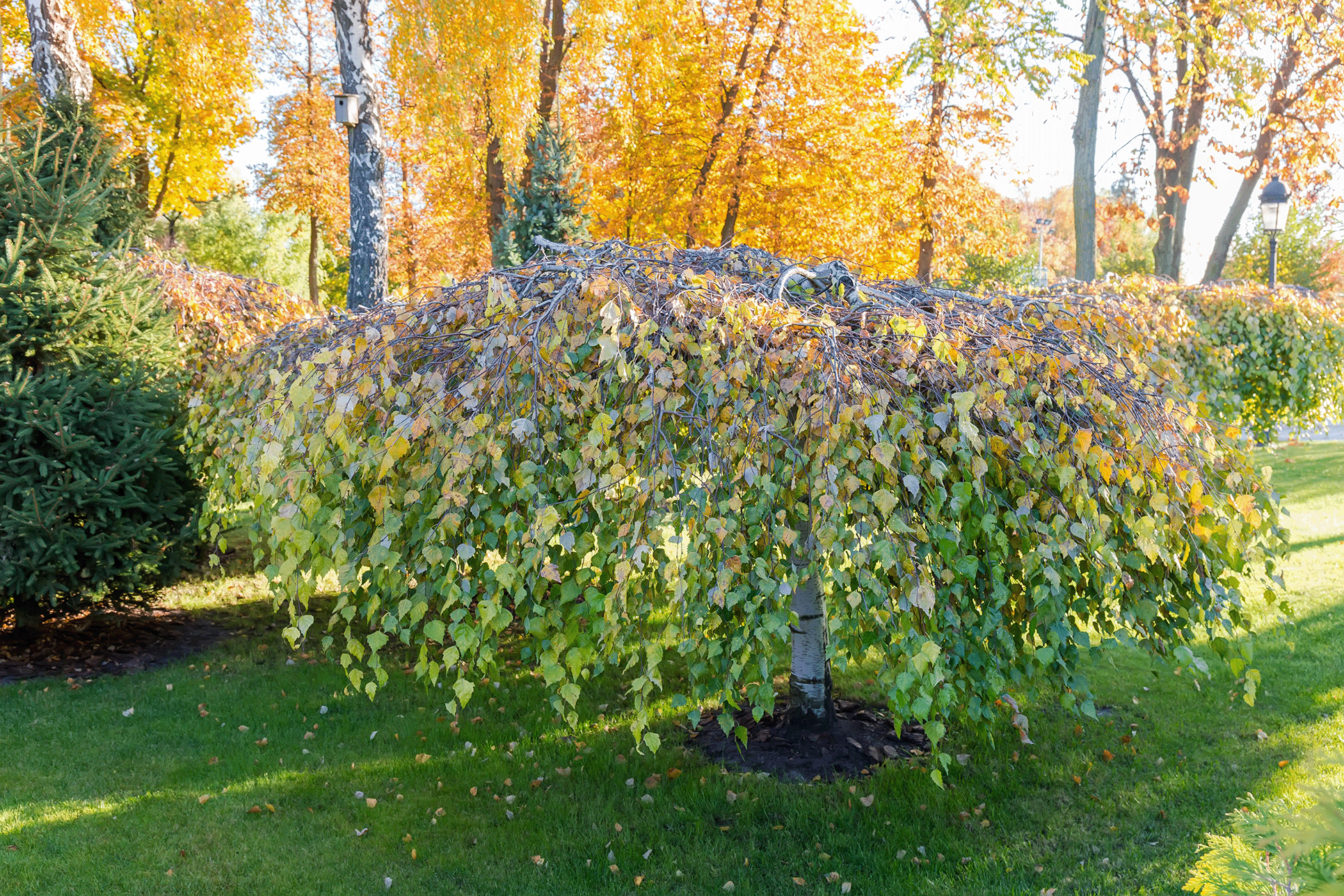 a tree covered in lots of leaves in a park