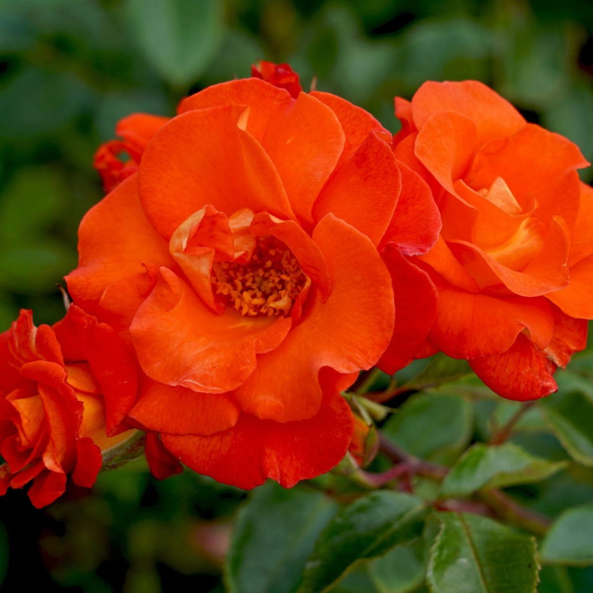 Afrikaans Rose – Cedar Nursery + Design
