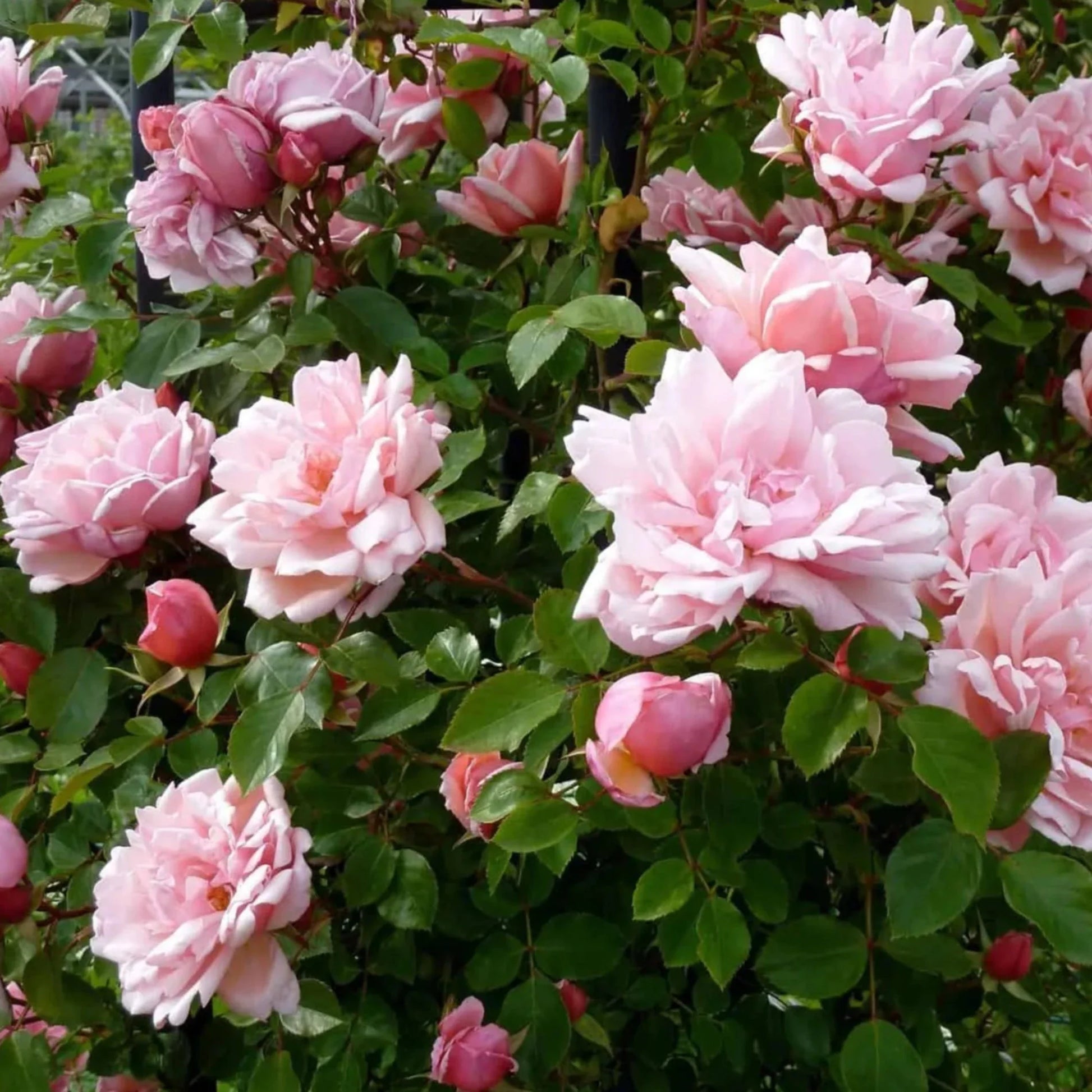 Alvertine Albertine Rose – Cedar Nursery + Design