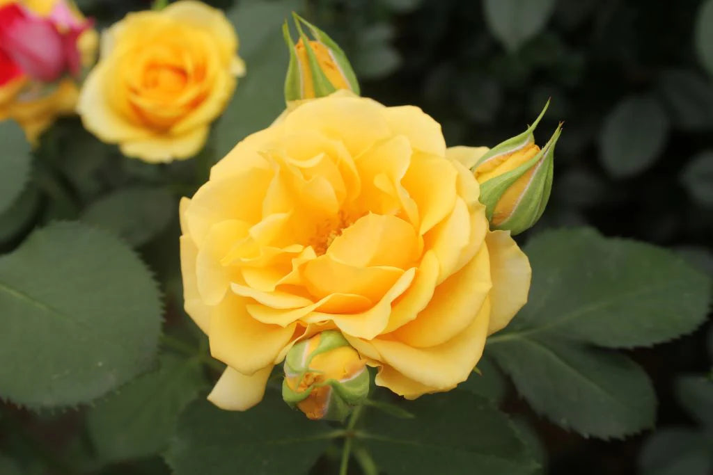 Angel Poli Roses Always an Angel™ Rose – Cedar Nursery + Design