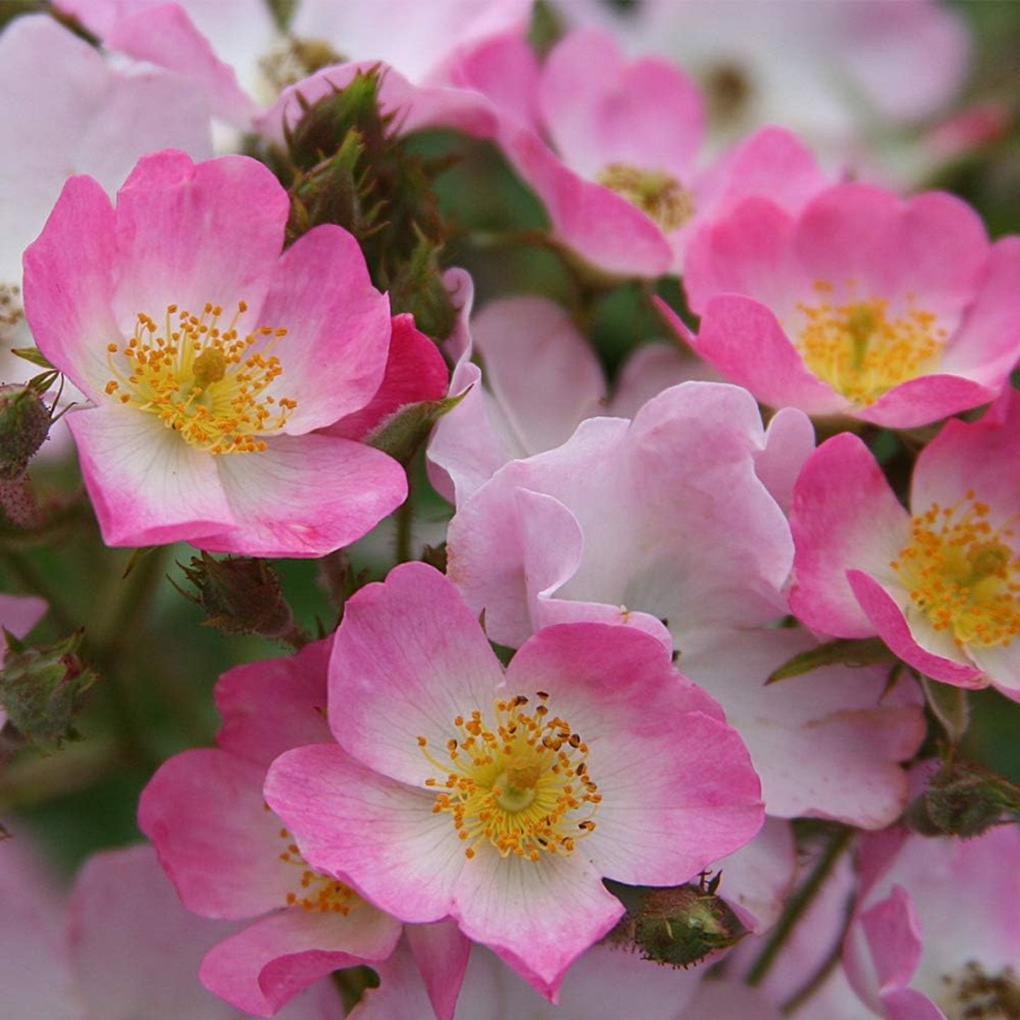 Ballerina Rose