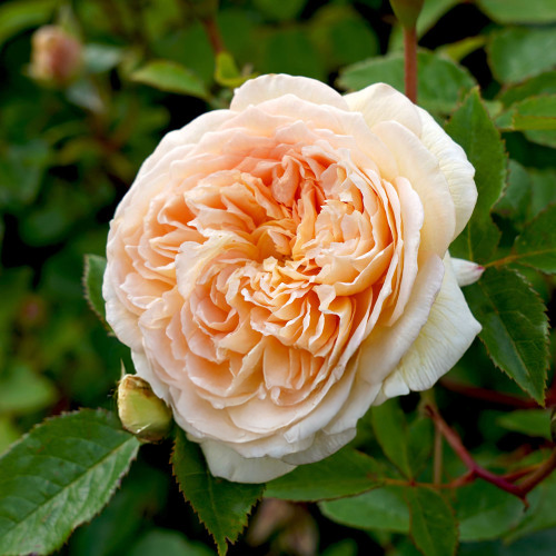 Bathsheba Rose