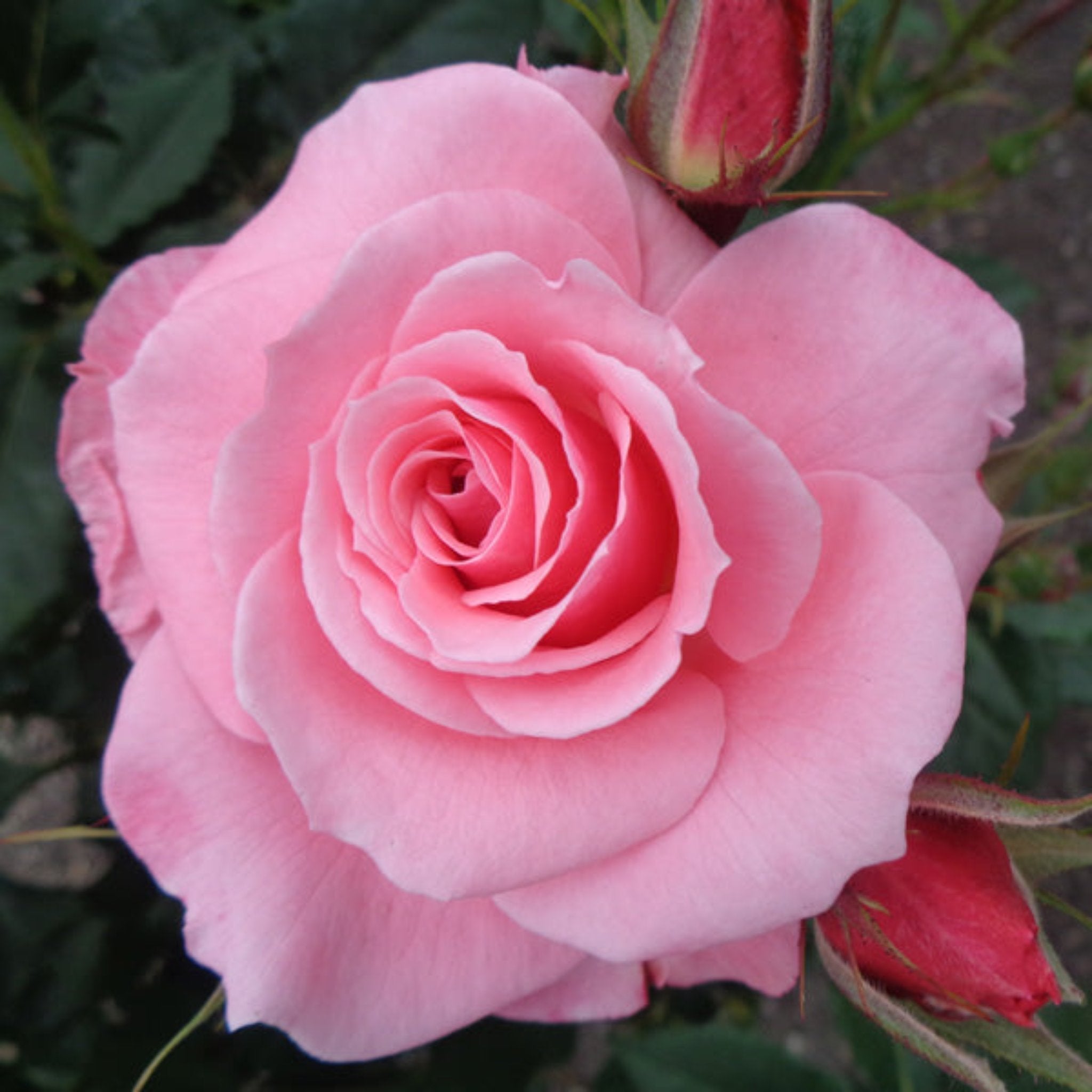 Bewitched Rose – Cedar Nursery + Design