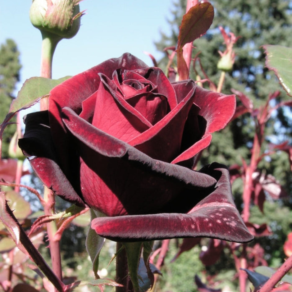 Bush Roses – Cedar Nursery + Design