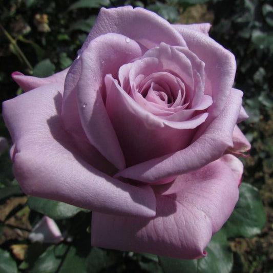 Blue Moon Rose
