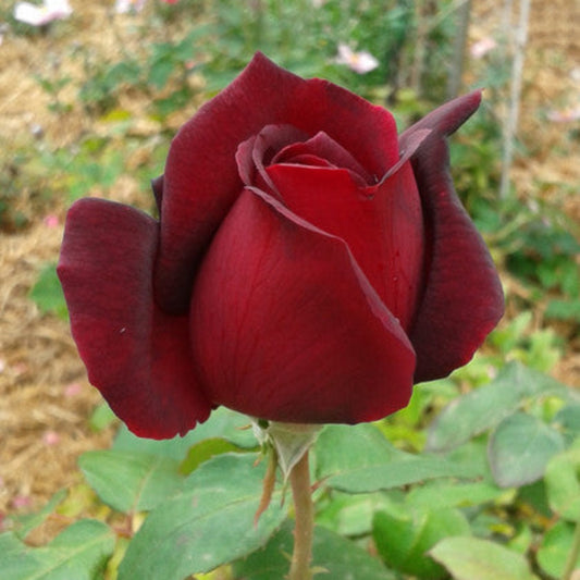 Camp David Rose