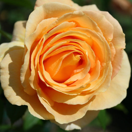 Candlelight Rose