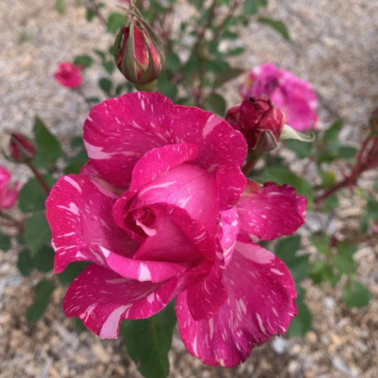 Candy Stripe Rose