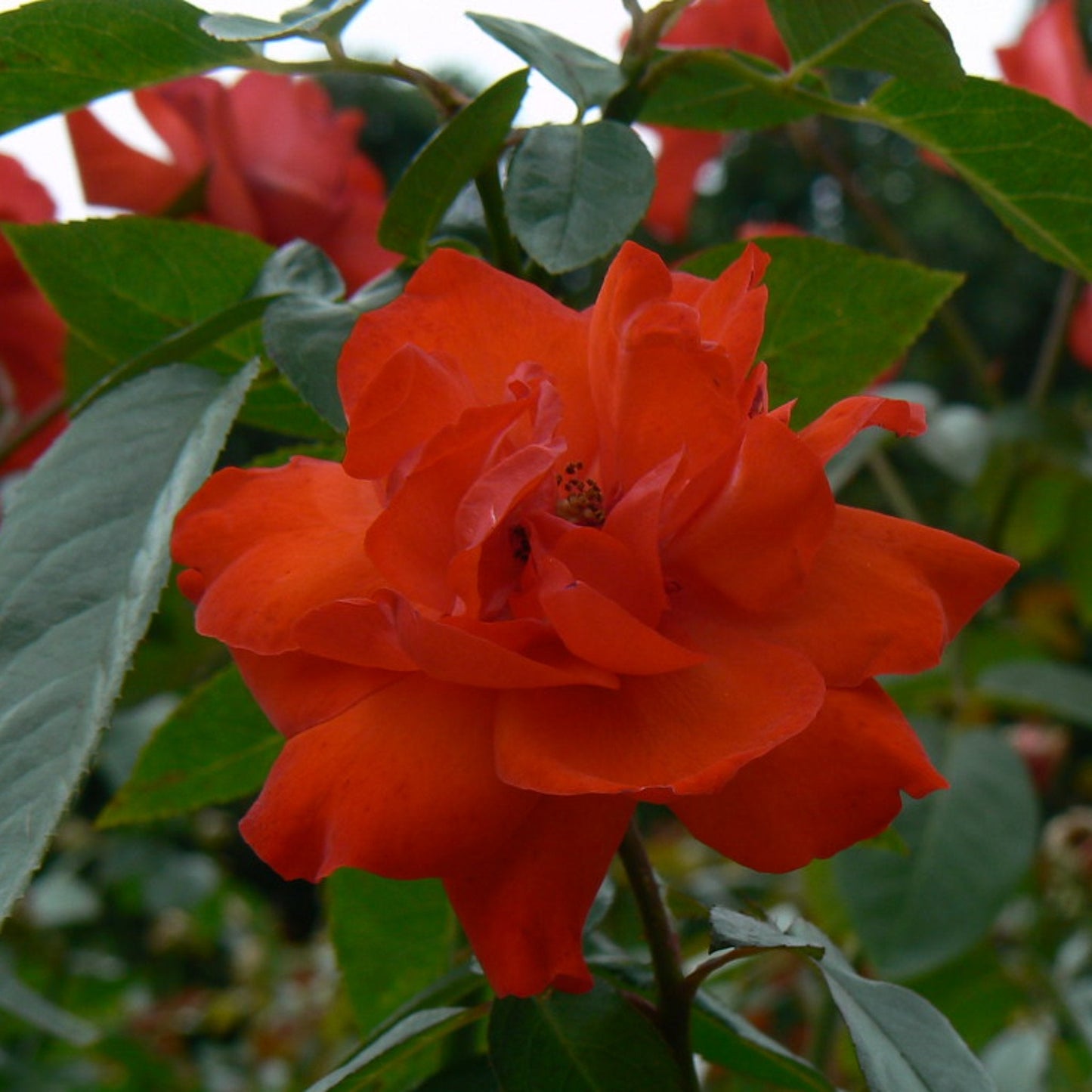 Cathedral City Rose