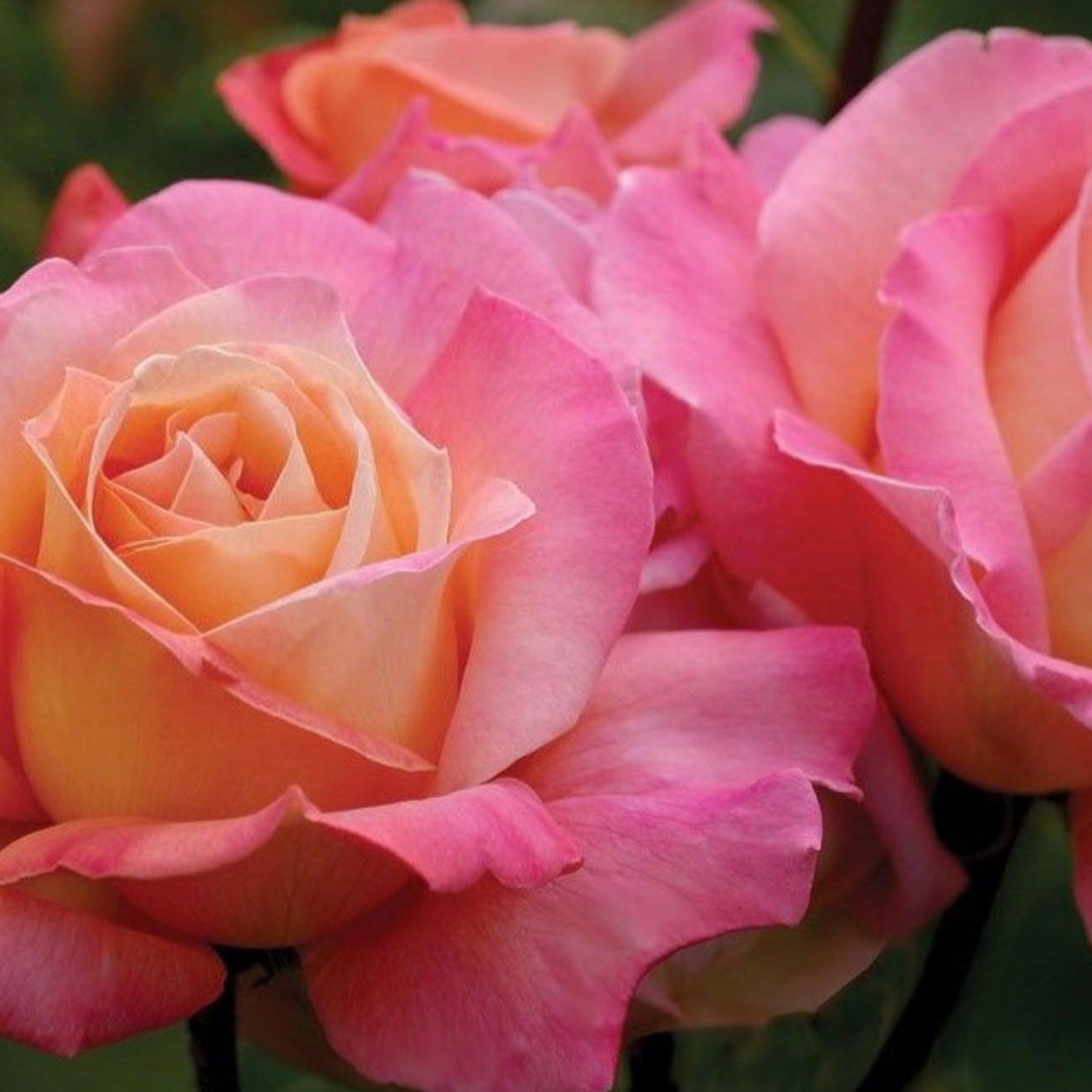90cm Roses 90cm Standard Chicago Peace rose (potted) – Cedar Nursery