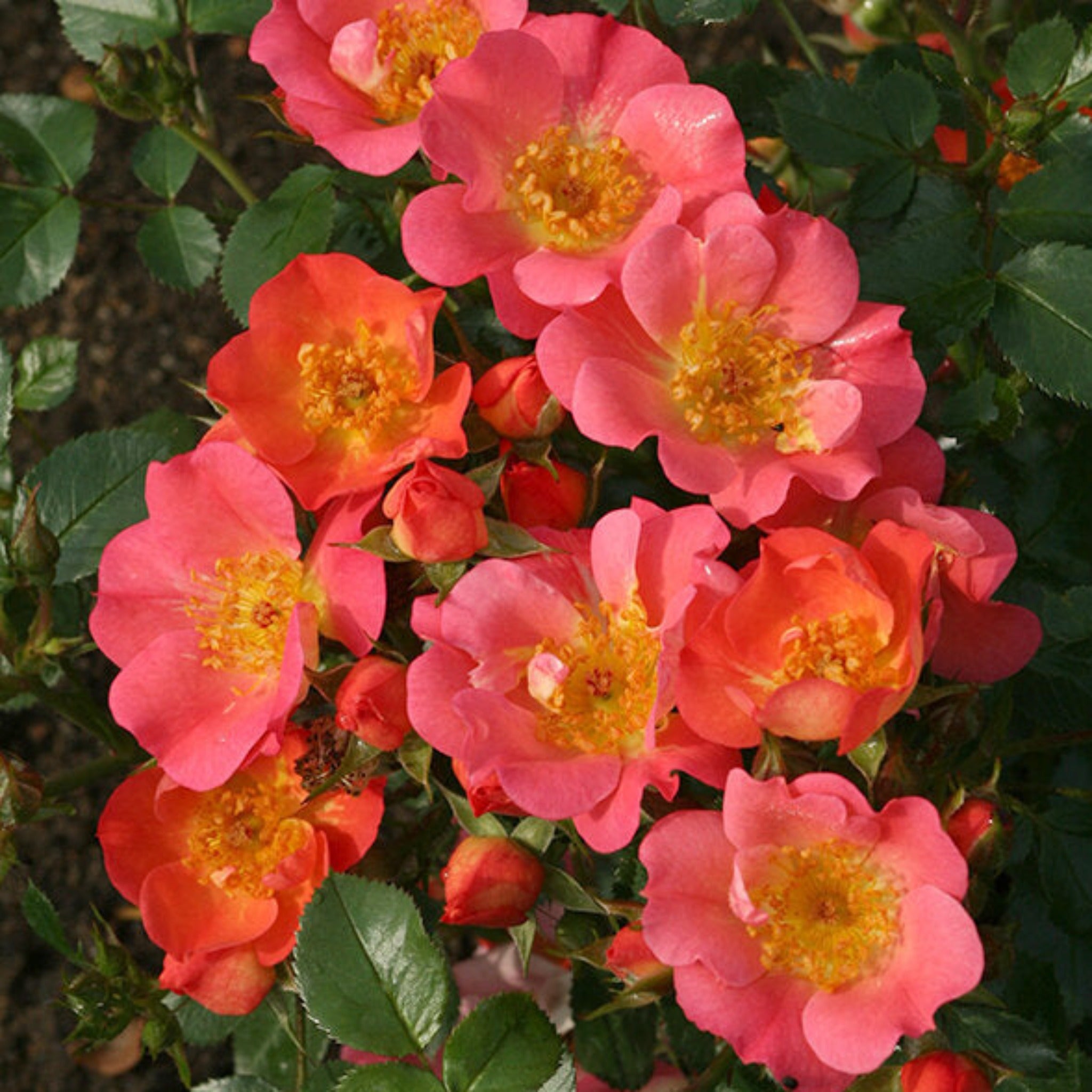 Coco rose (potted) – Cedar Nursery