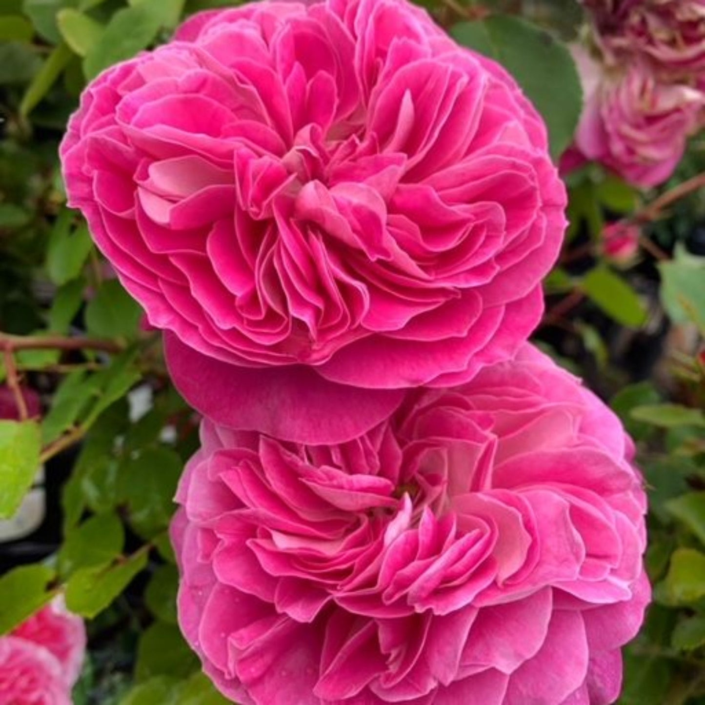 Coconut Ice Rose