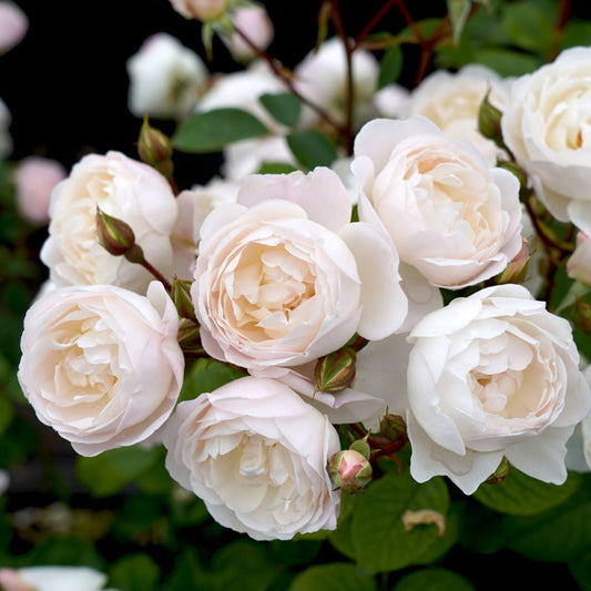 Desdemona Rose