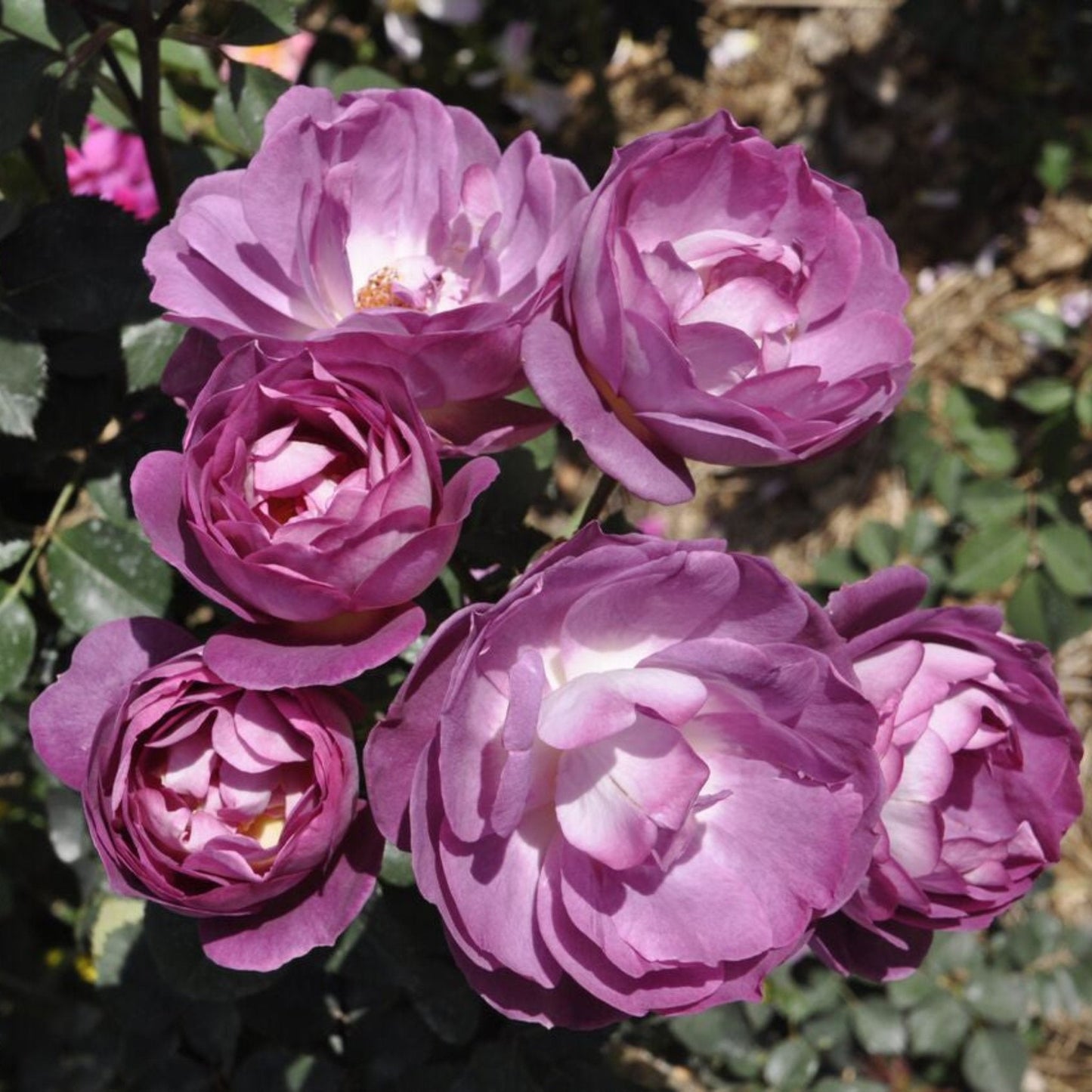 Dusky Moon Rose