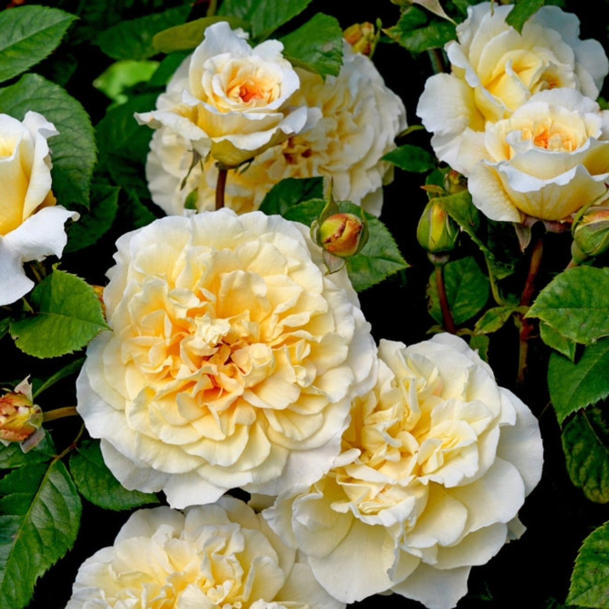 Earth Goddess Rose – Cedar Nursery + Design