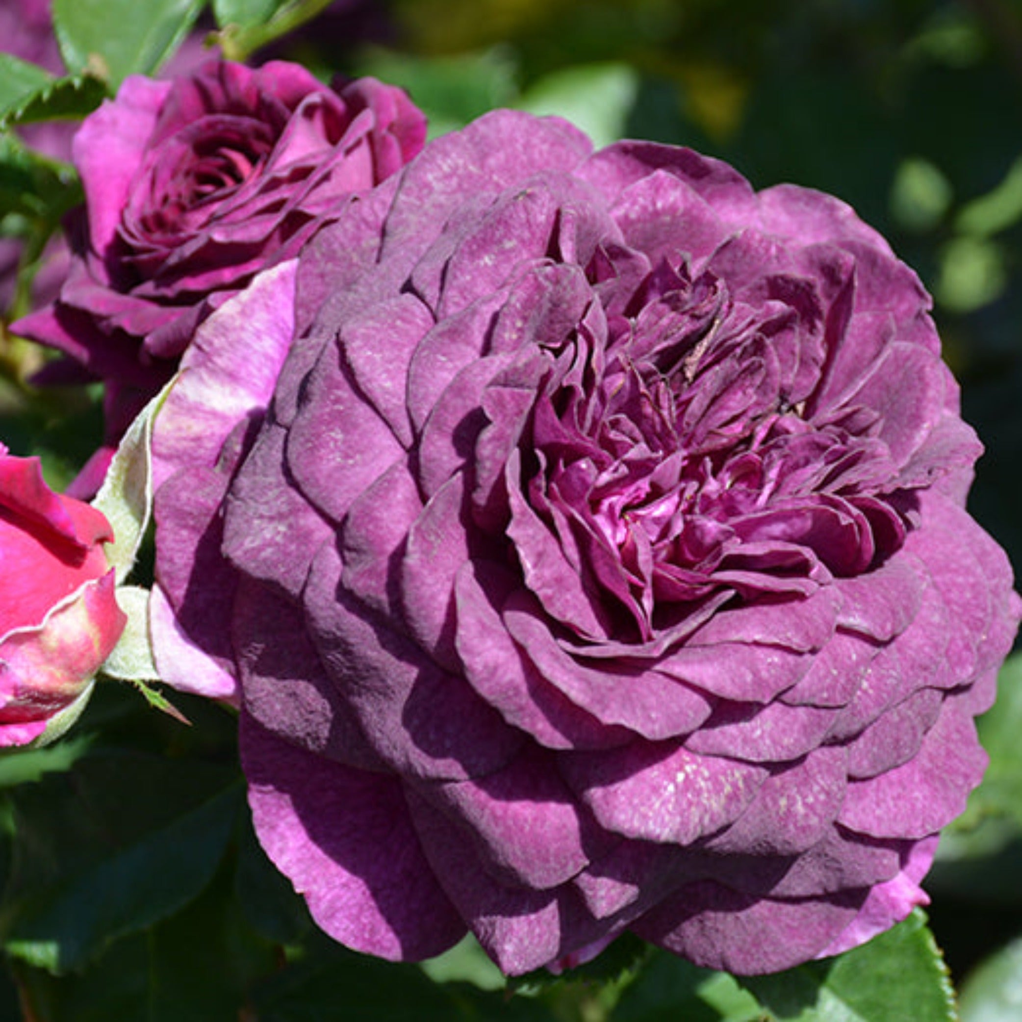 90cm Roses 90cm Standard Ebb Tide rose (potted) – Cedar Nursery