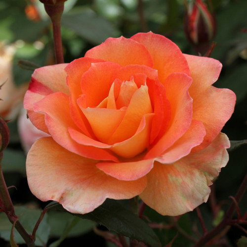 Fairest Cape Rose