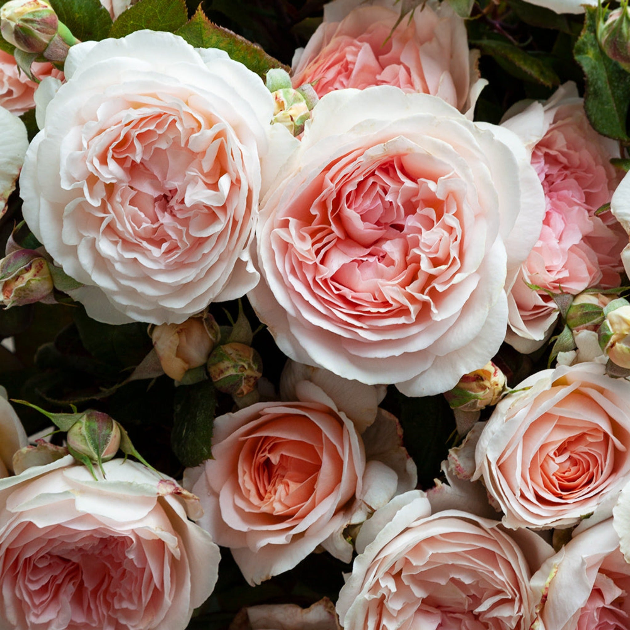 Pink Magic Roses Fairytale Magic Rose – Cedar Nursery + Design