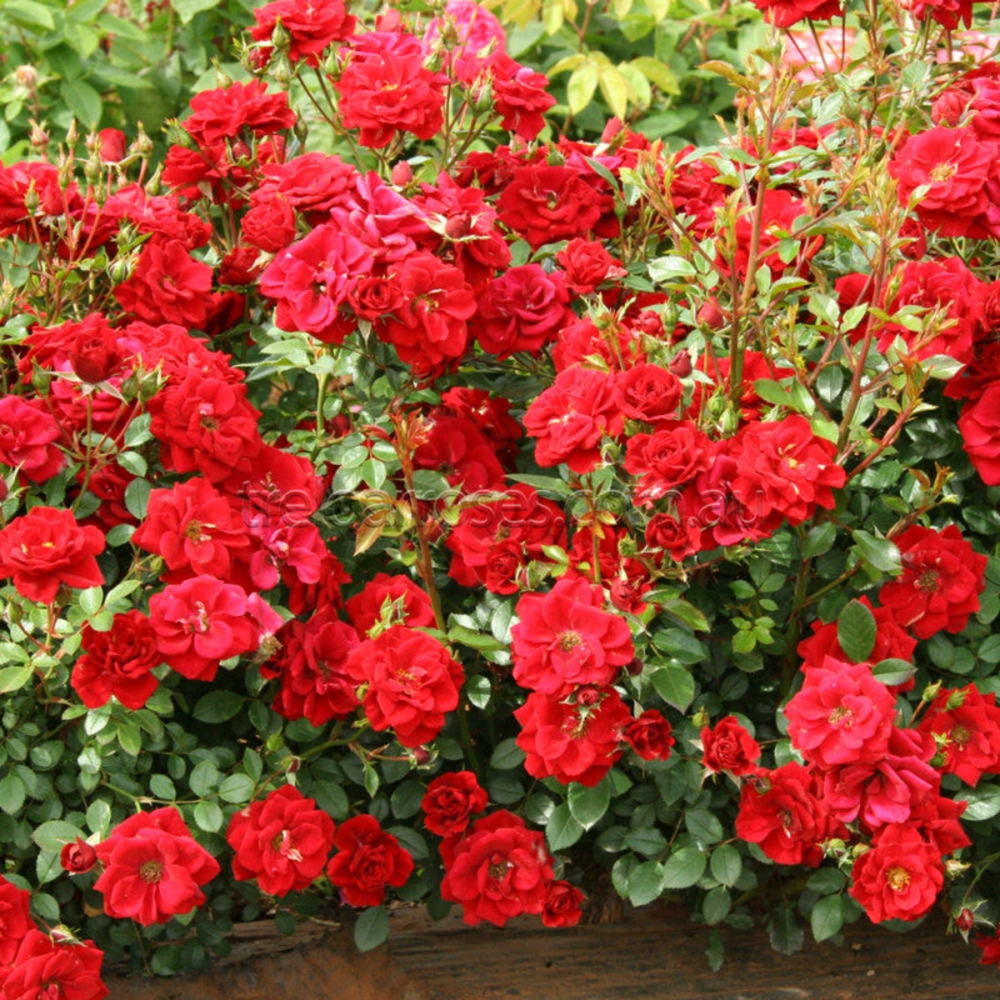 Firecracker Rose