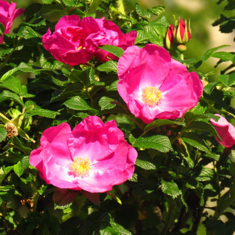 Freycinet Rose – Cedar Nursery + Design