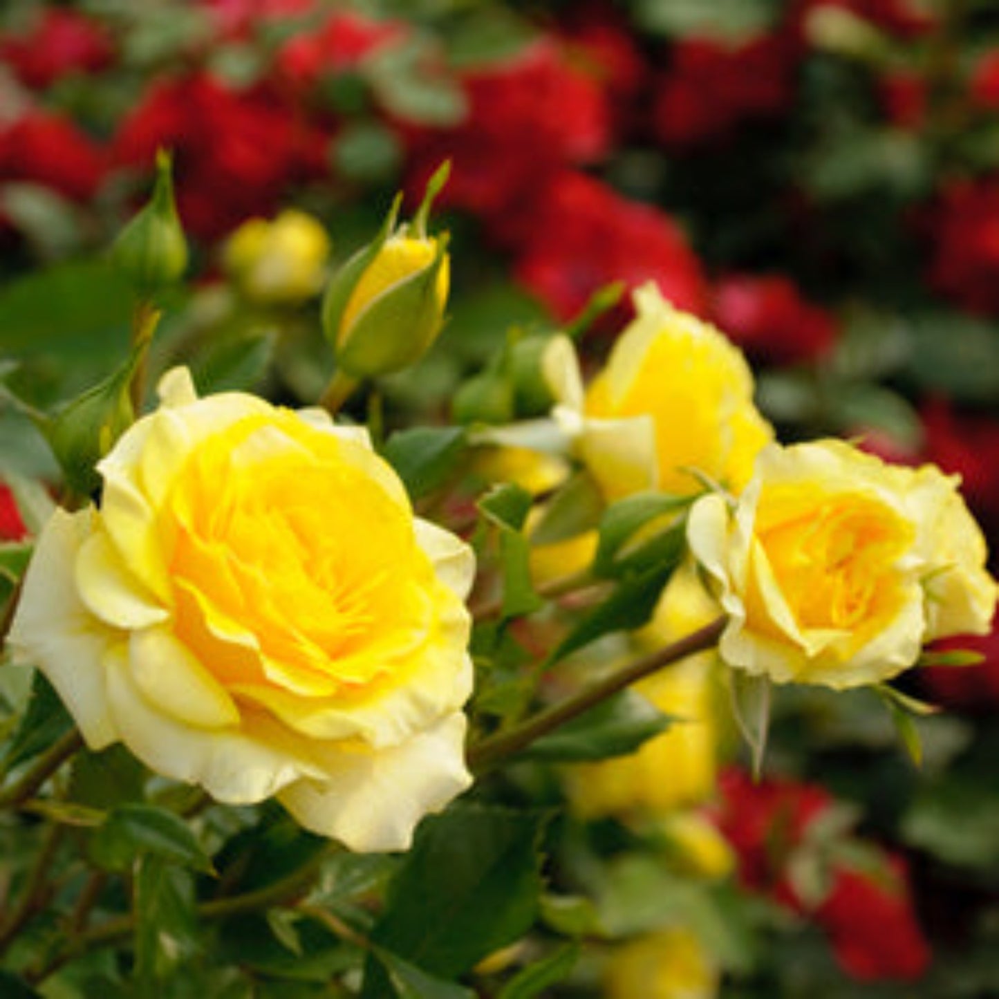 Friesia Rose