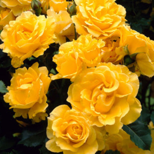 Gold Bunny Rose