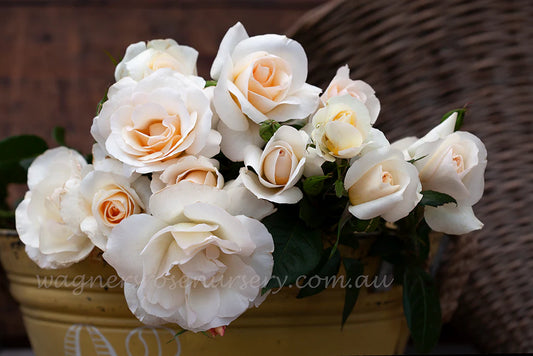 Grand Nord Rose