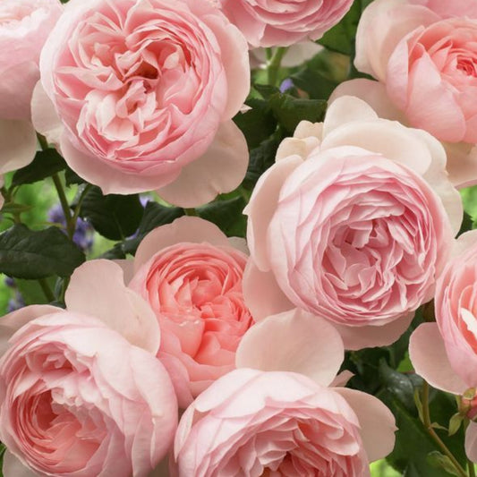 Standard Roses – Cedar Nursery + Design