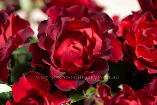 Homage to Barbara Rose