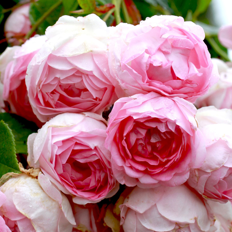 Jameson Roses Jasmina Rose – Cedar Nursery + Design