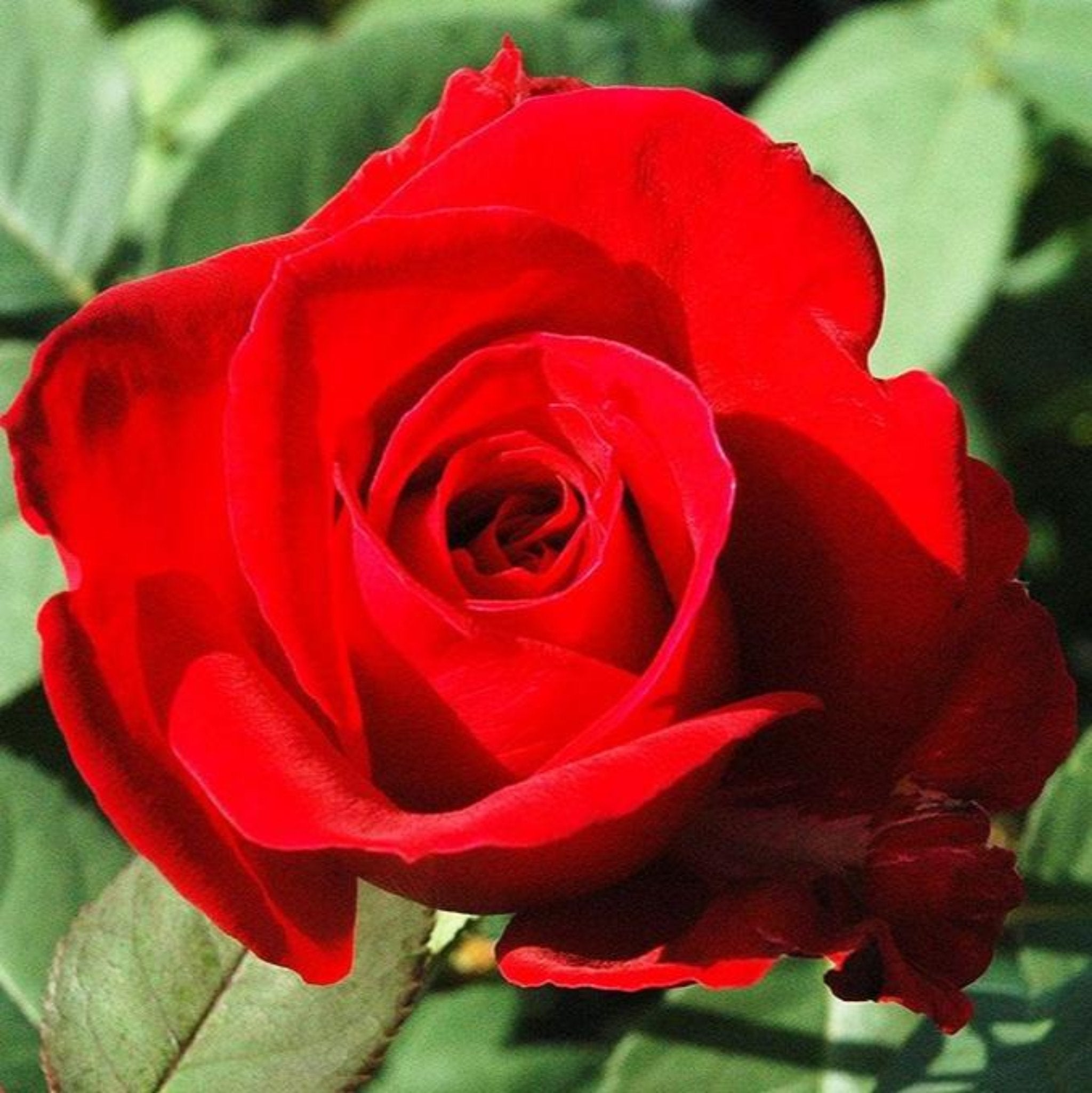 Kentucky Derby Rose – Cedar Nursery + Design