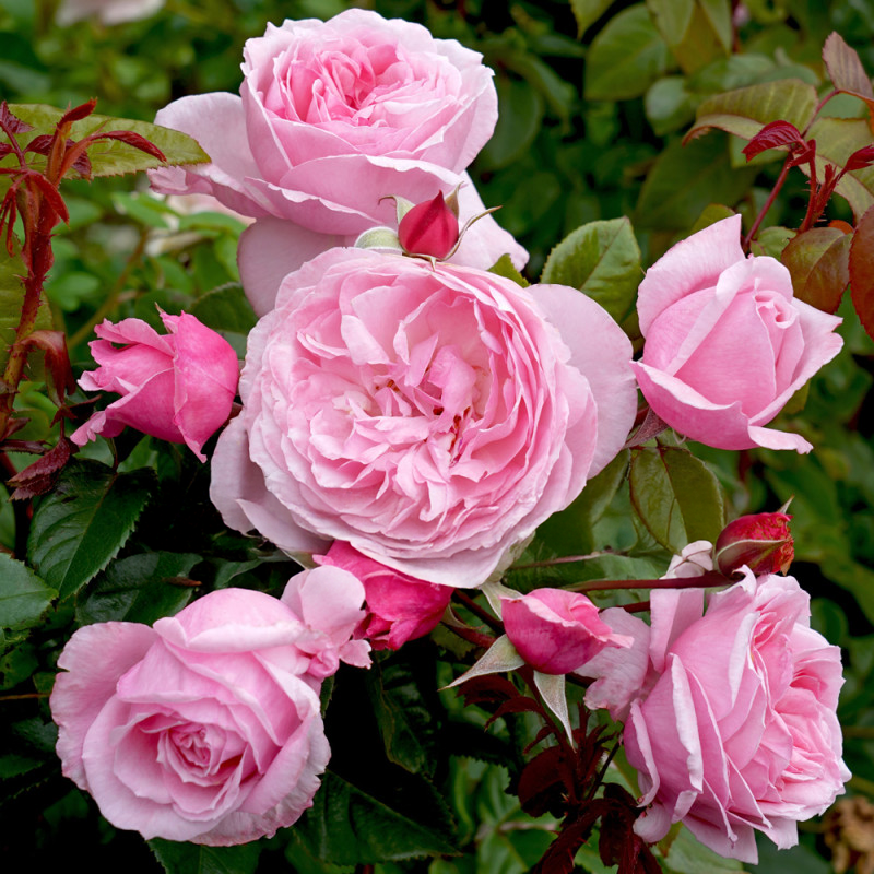 Kiss Me Kate Rose