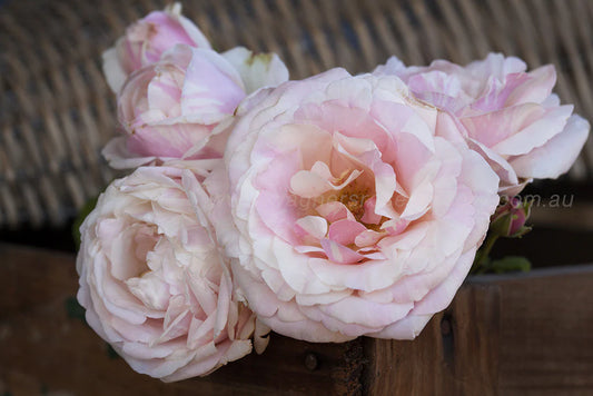 La Vie en Rose Rose
