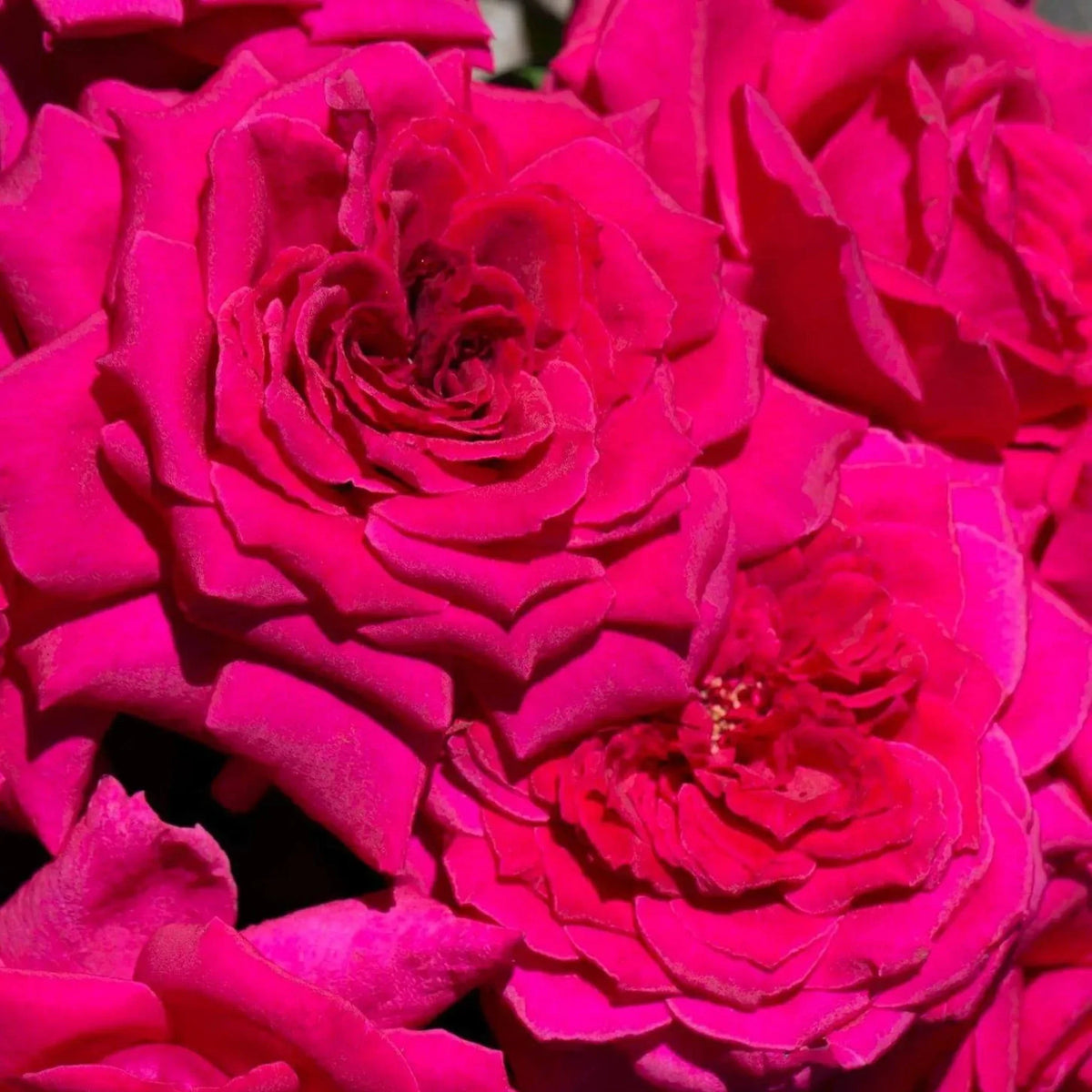 Endo Roses Lady Endo Rose – Cedar Nursery + Design