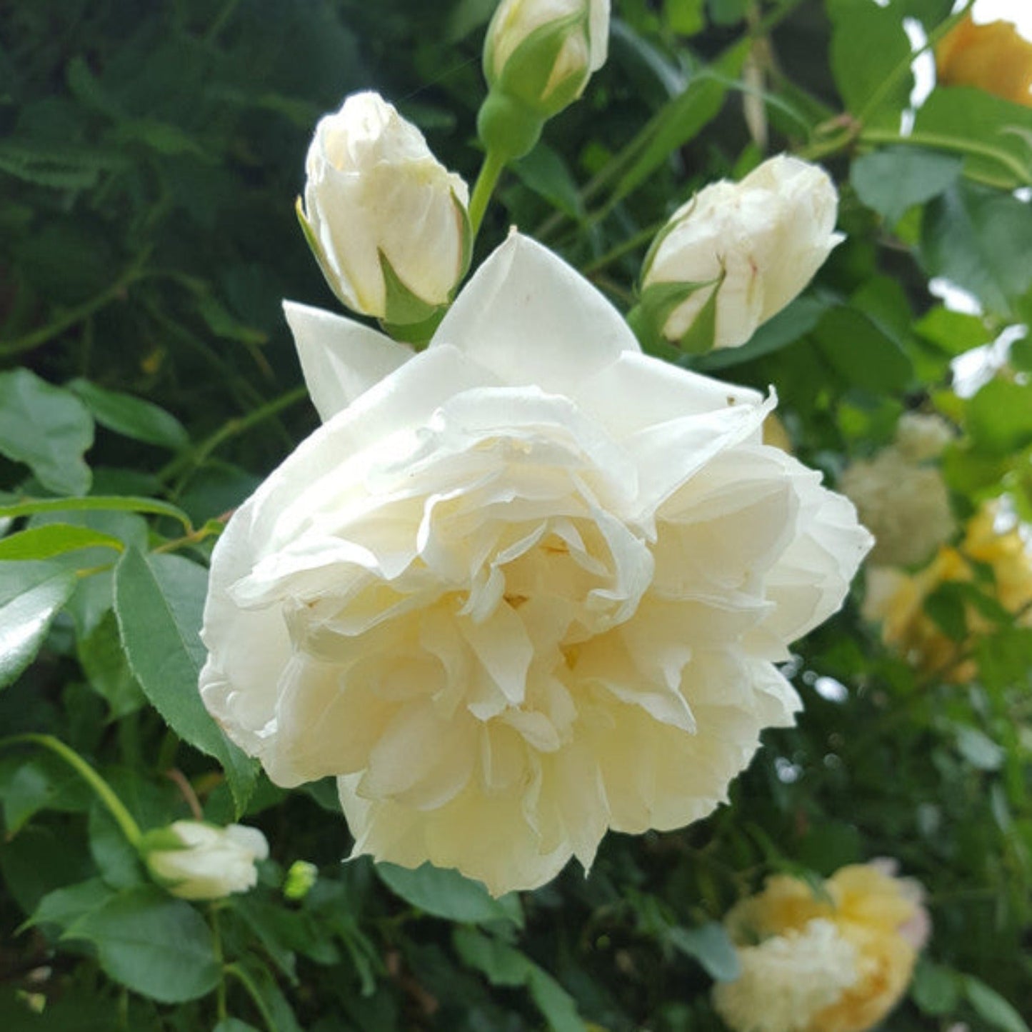 Lamarque Rose