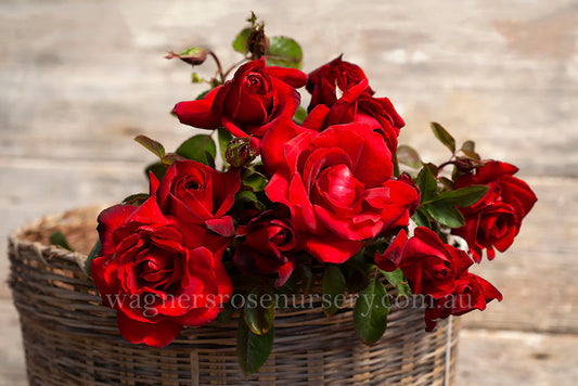 Le Rouge et le Noir Rose
