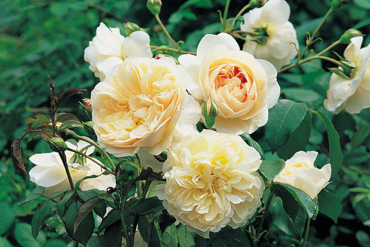Lichfield Angel Rose