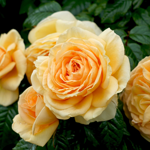 Lioness Rose