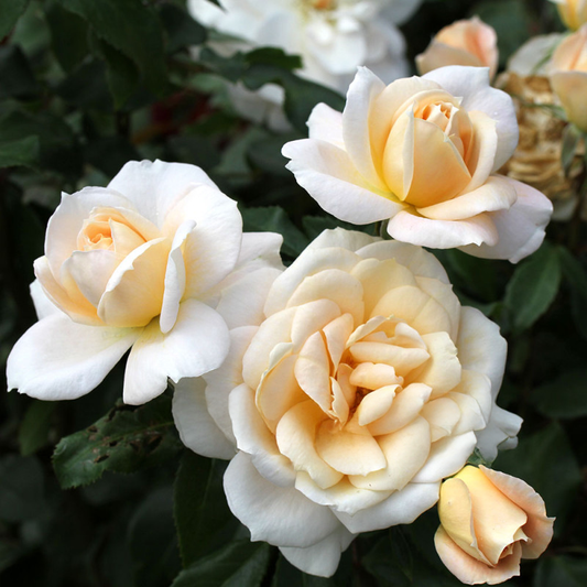 Lions Rose Rose